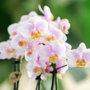 Andorra orchidee roze